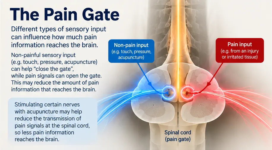Acupuncture Pain Gate Theory